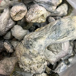 White Albino Shrooms